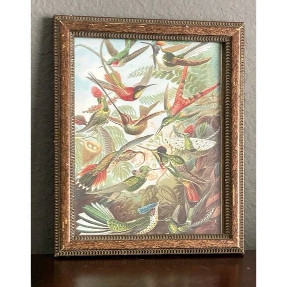 Ernst Haekel Hummingbirds Bird Art Print TROCHILIDAE Kunstformen Framed 1899